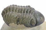 Detailed Reedops Trilobite - Atchana, Morocco #359176-1